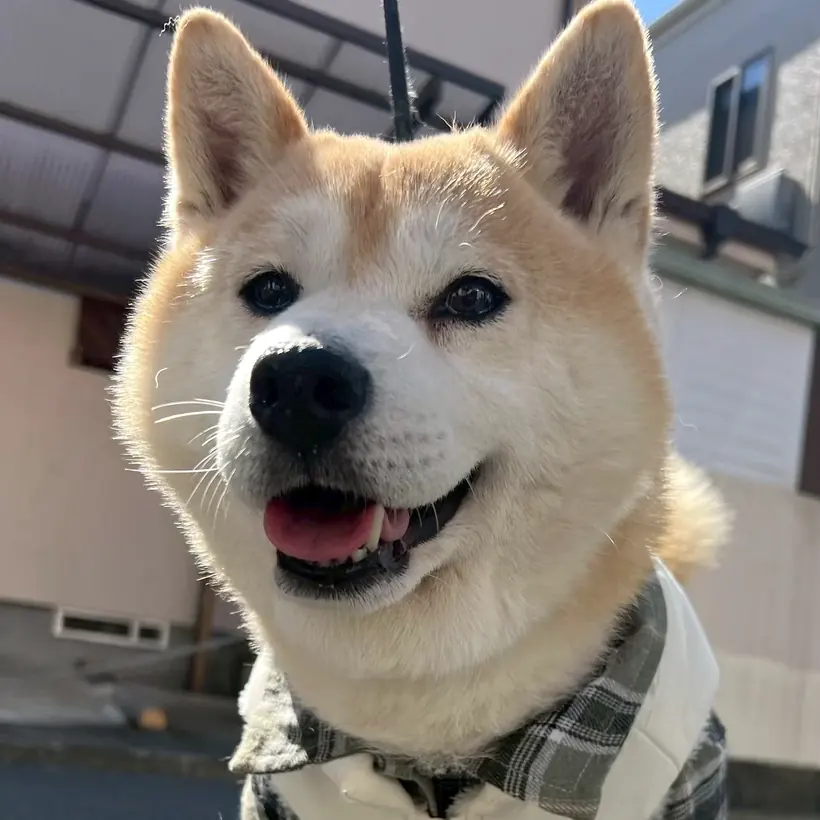 笑っている柴犬