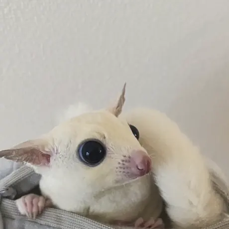 こちらを見ているモモンガ