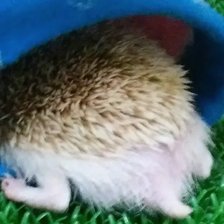 まるくなっているハリネズミ