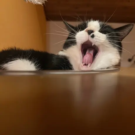 あくびをしている白黒の猫