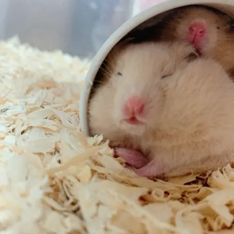木くずのなかで眠るハムスター