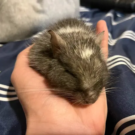 手のひらで丸くなるデグー