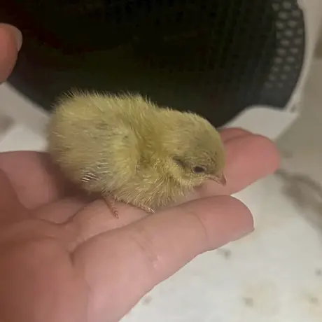 手のひらにいるひよこ