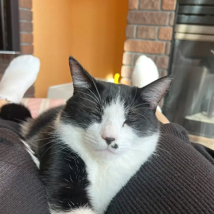 こちらを見ている白黒の猫