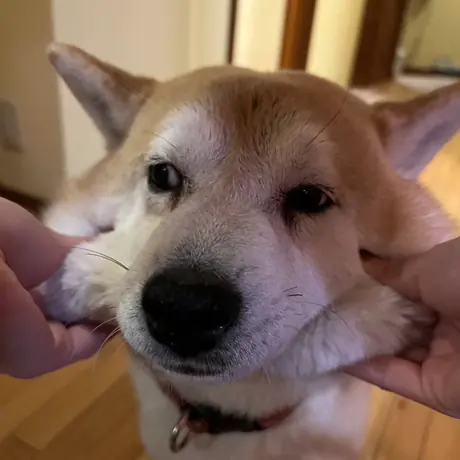 顔をなでられている柴犬