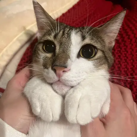 赤い帽子をかぶった猫