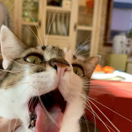 大きなあくびをする猫