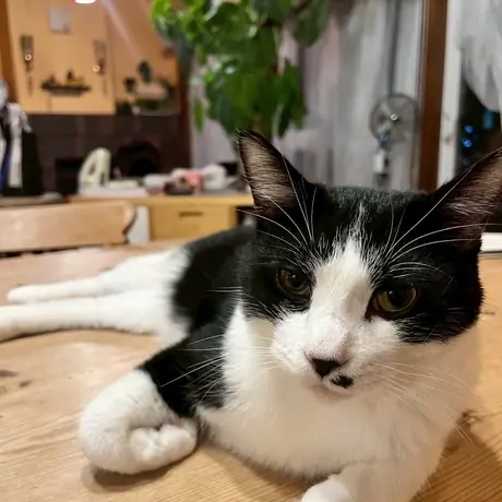 テーブルの上の白黒の猫