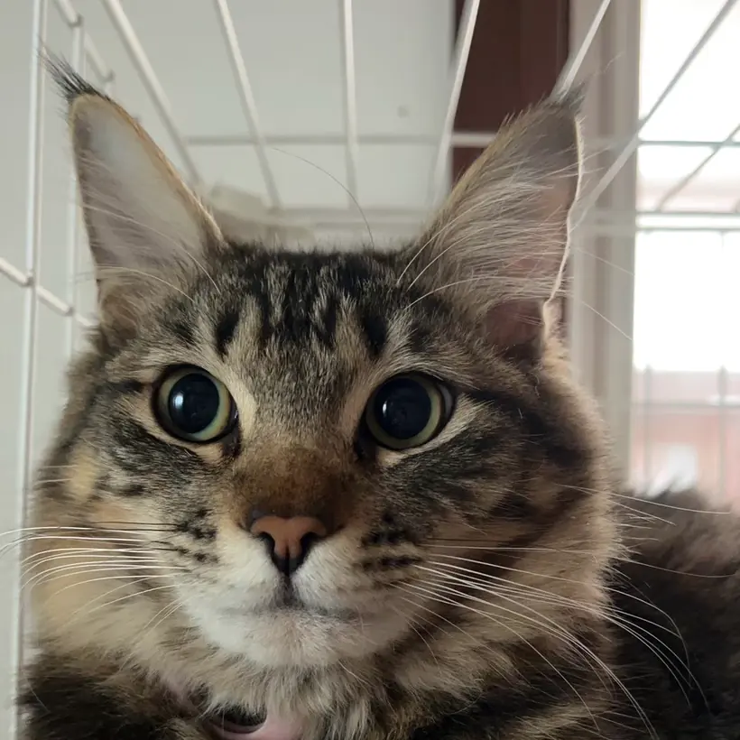 こちらを見ている長毛の猫