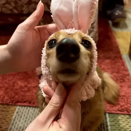 うさぎの耳をつけたダックスフンド