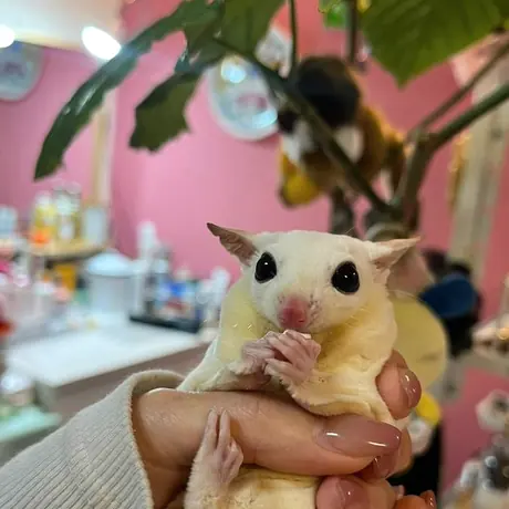 てのひらで抱かれているモモンガ