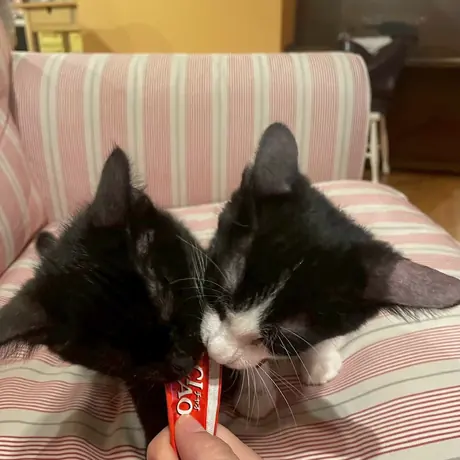 なでられている白黒の猫