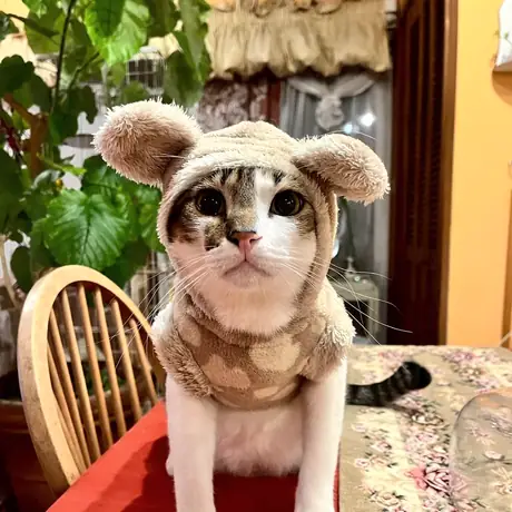 うさぎの耳をつけた猫