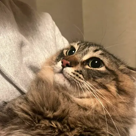 だっこされている長毛の猫