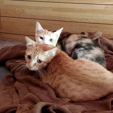 毛布の上でならぶ2匹の猫