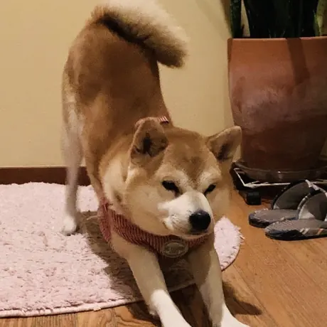 部屋にいる柴犬