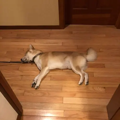 ゆかで眠る柴犬
