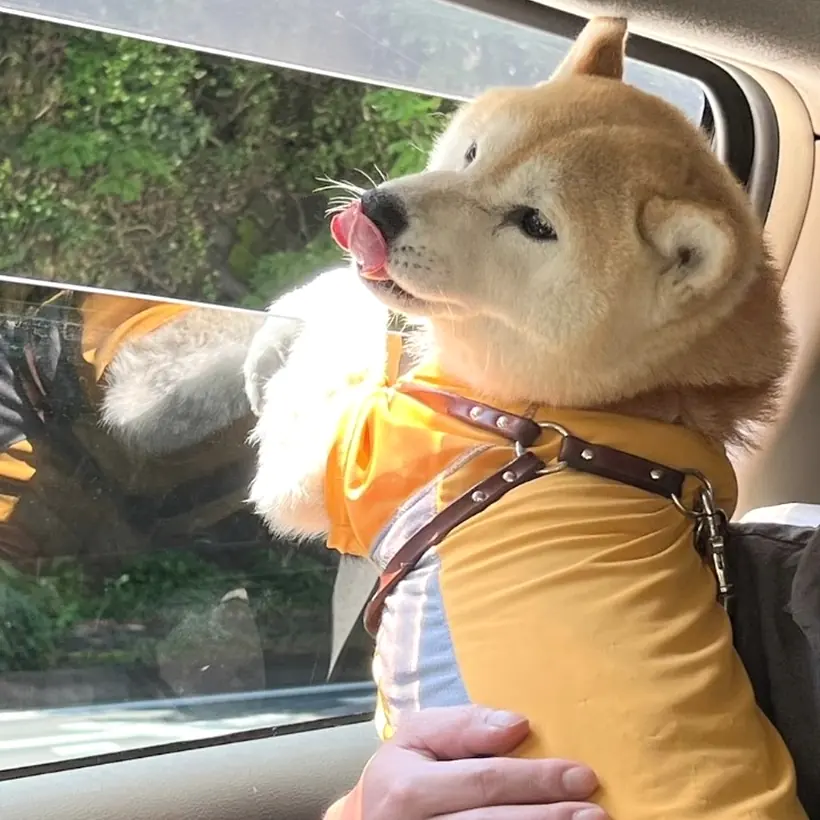 車のなかの柴犬