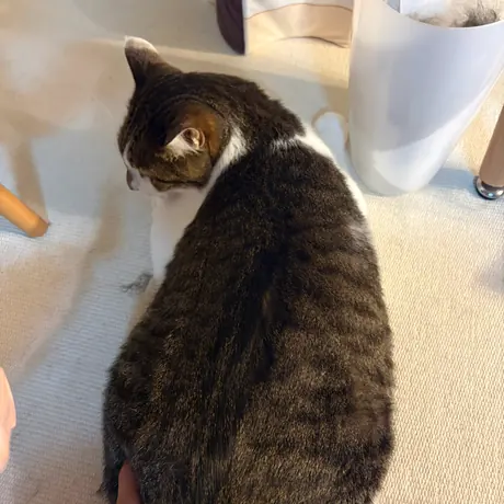 抱かれているキジトラの猫