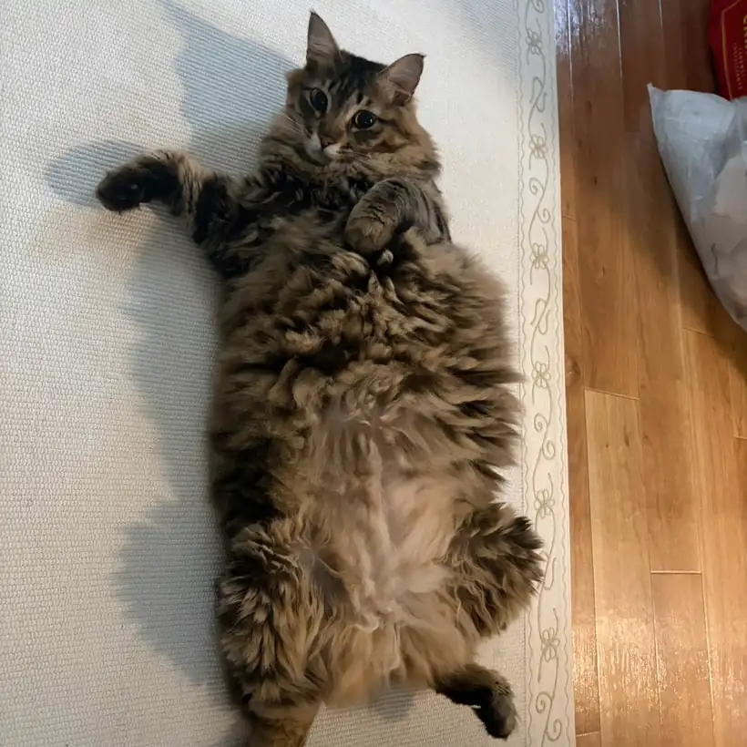 床でごろんとする長毛の猫