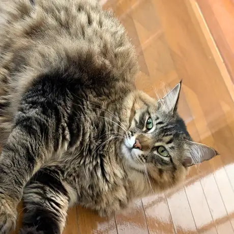 ゆかで伸びている長毛の猫