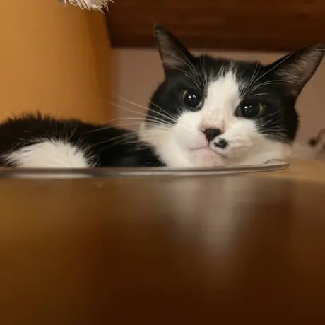 テーブルの下の白黒の猫