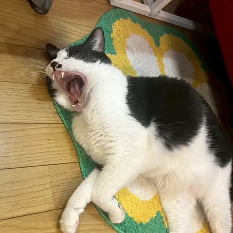 おもちゃの上ではしゃぐ白黒の猫