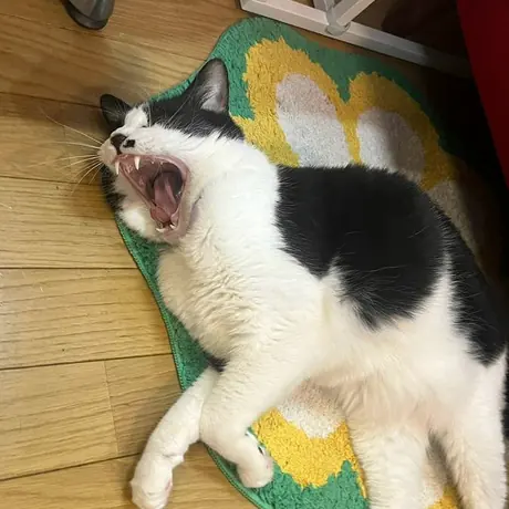 ゆかであくびをする白黒の猫