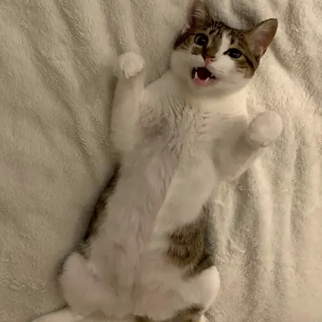 ばんざいをして眠る猫