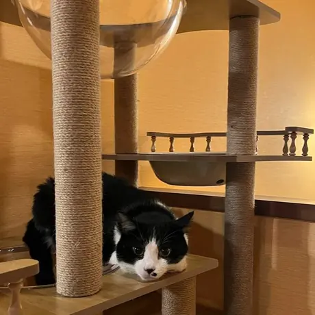 キャットタワーの上の白黒の猫