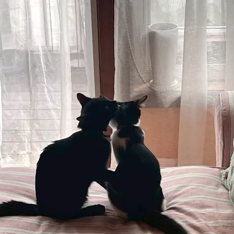 ならんですわる2匹の黒猫