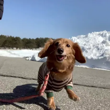 雪のなかのダックスフンド