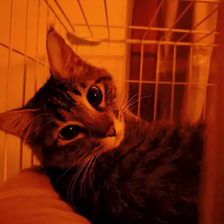 あかりに照らされた黒猫