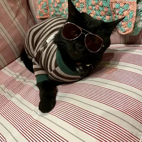 服を着た黒猫