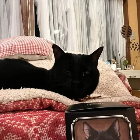 写真立てのとなりにいる黒猫
