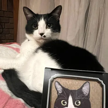 写真立てのとなりにいる白黒の猫