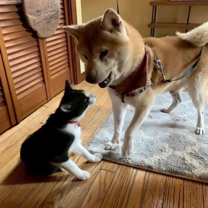 いっしょにいる犬と猫