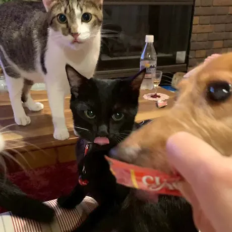 顔を寄せあう猫と犬