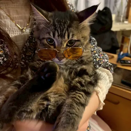 抱きあげられた長毛の猫
