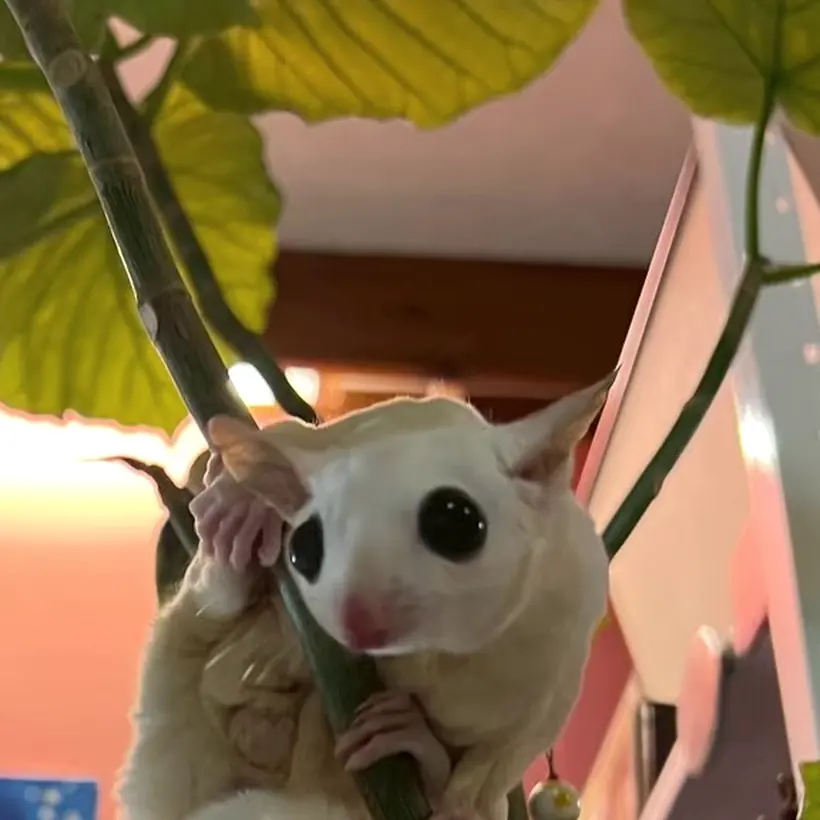 葉のあいだのモモンガ