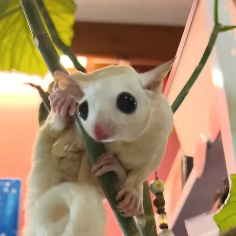 植物によじのぼるモモンガ