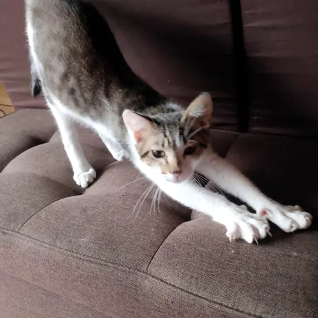ソファでくつろぐ猫