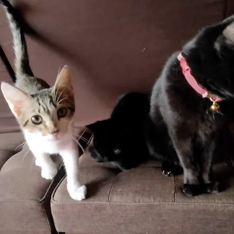 よりそう2匹の子猫
