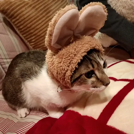 うさぎの耳をつけた犬と猫