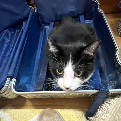 いすの上の白黒の猫