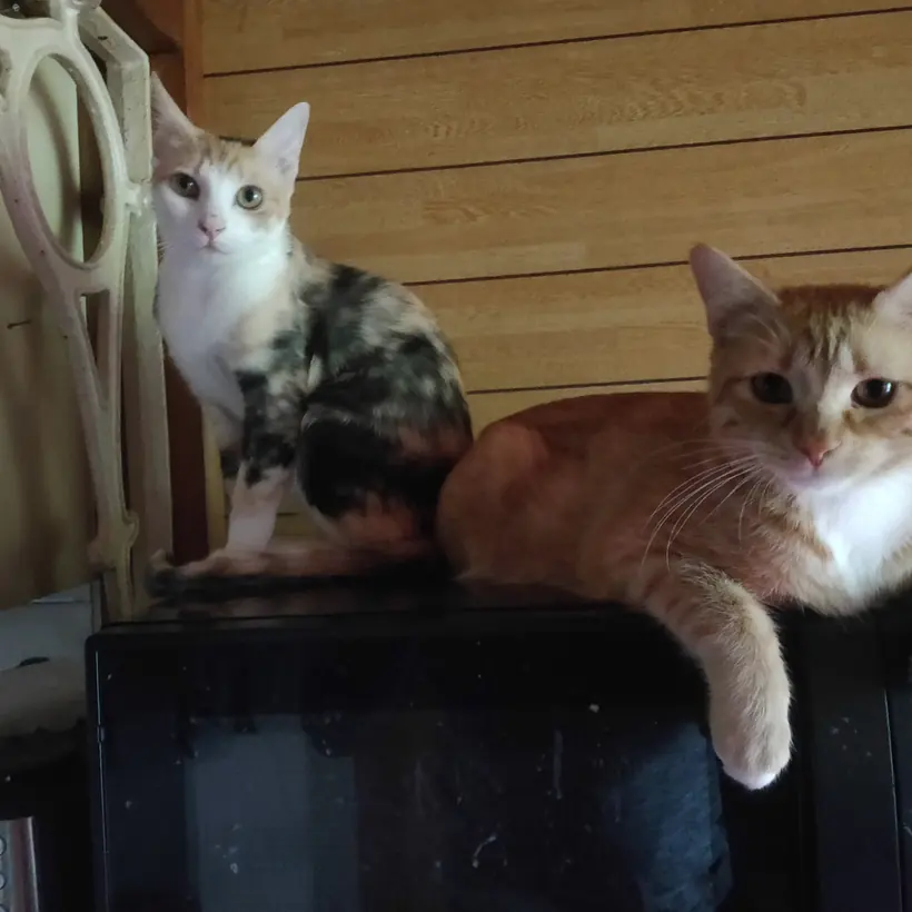 たなの上の2匹の猫