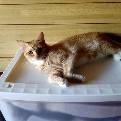 箱の上の茶トラの猫