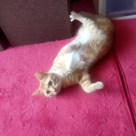 ピンクの敷物の上の子猫