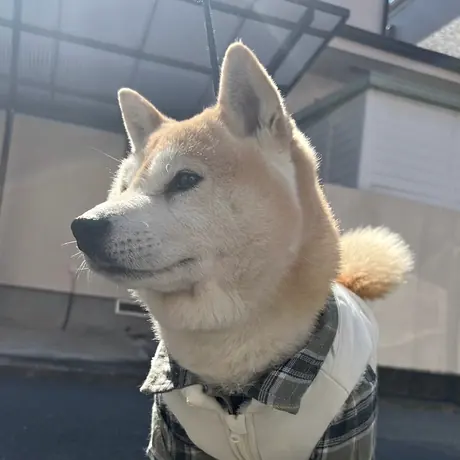 外にいる柴犬