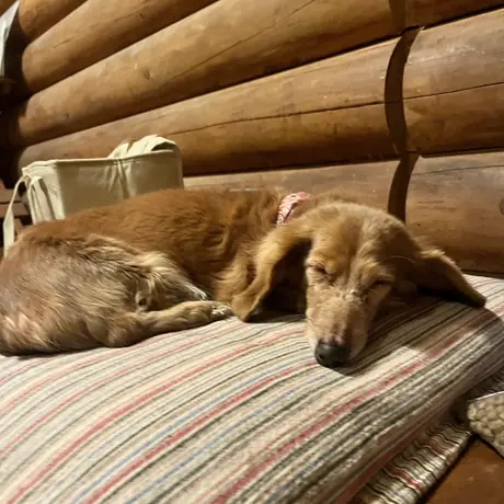 ベッドで眠る犬